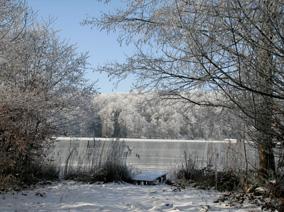 Trees in snow by a lake