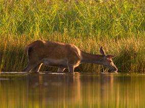 Sunset-lit deer standing in water and drinking
