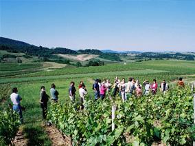 People visiting a vineyard, green fields and mountains in the background 
