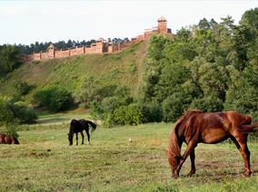 Horses in a meadow and in the background on a hill a castle and walls