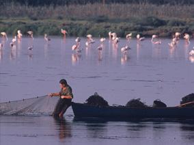 Fisherman pulls the nets and in the background there are flamingos 